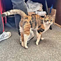 Thumbnail photo of Lady Marmalade #3