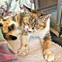 Thumbnail photo of Lady Marmalade #4