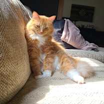 Thumbnail photo of Whiskey #3