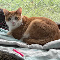 Thumbnail photo of Cheddar 111C24 #1