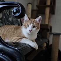 Thumbnail photo of Cheddar 111C24 #2