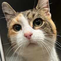 Thumbnail photo of Mittens 9C25 #2
