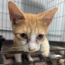 Thumbnail photo of Cheddar 111C24 #4