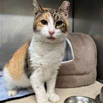 Thumbnail photo of Mittens 9C25 #3