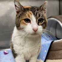 Thumbnail photo of Mittens 9C25 #4