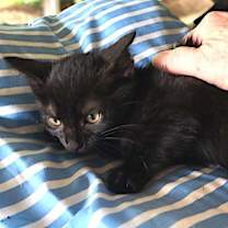 Thumbnail photo of Roman #4