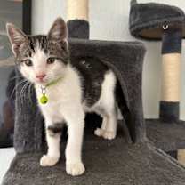 Thumbnail photo of Kelly Cat #2