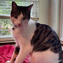 Thumbnail photo of Kelly Cat #3