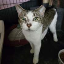 Thumbnail photo of Nala #1