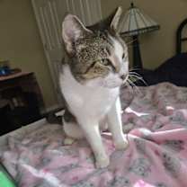 Thumbnail photo of Nala #2