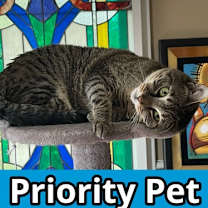Thumbnail photo of Lillian  *A PRIORITY PET* #1