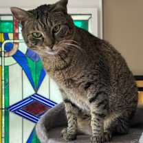 Thumbnail photo of Lillian  *A PRIORITY PET* #2