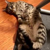 Thumbnail photo of Lillian  *A PRIORITY PET* #3