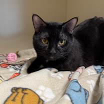 Thumbnail photo of Randall #1