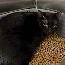 Thumbnail photo of Randall #2