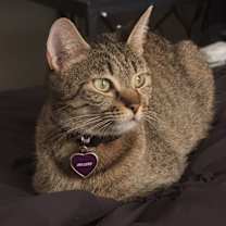 Thumbnail photo of Melody #1