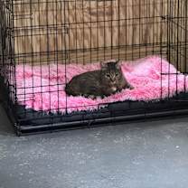 Thumbnail photo of Melody #2