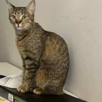 Thumbnail photo of Melody #3