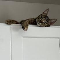 Thumbnail photo of Melody #4