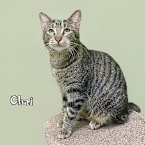 Thumbnail photo of Chai #1