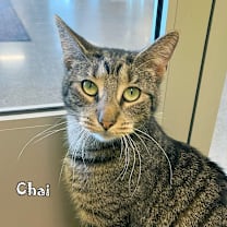 Thumbnail photo of Chai #3