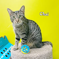 Thumbnail photo of Chai #4