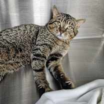 Thumbnail photo of Meowster #1