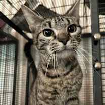 Thumbnail photo of Cuddlebug #1