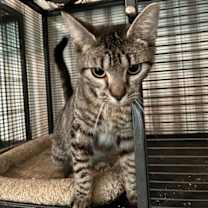 Thumbnail photo of Cuddlebug #2