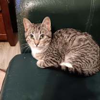 Thumbnail photo of Zephyr #1