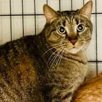 Thumbnail photo of Tiger #1