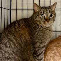 Thumbnail photo of Tiger #2