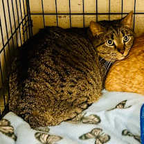 Thumbnail photo of Tiger #3