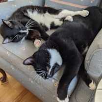 Thumbnail photo of Banjo #2