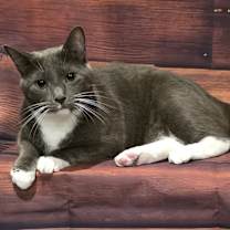 Thumbnail photo of Speedy #2