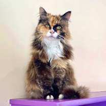 Thumbnail photo of Sunshine #1