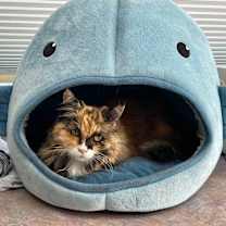 Thumbnail photo of Sunshine #2