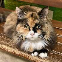 Thumbnail photo of Sunshine #4