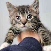 Thumbnail photo of London Fog #2