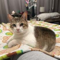 Thumbnail photo of Yuki #4