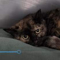 Thumbnail photo of Missy #1