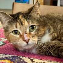 Thumbnail photo of Elode Iris #1