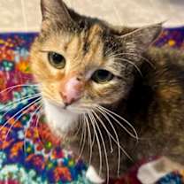 Thumbnail photo of Elode Iris #2