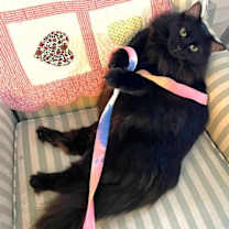 Thumbnail photo of Raven #1