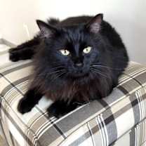 Thumbnail photo of Raven #3