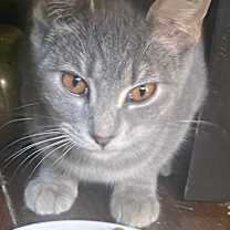 Thumbnail photo of Willa/Wendy! #3