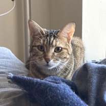 Thumbnail photo of Raisinette #3