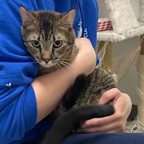 Thumbnail photo of Bob the Bobcat #2