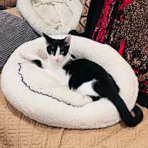 Thumbnail photo of Pogo and Adoree #2