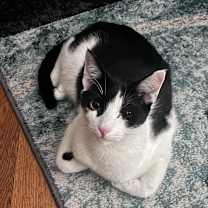 Thumbnail photo of Pogo and Adoree #3